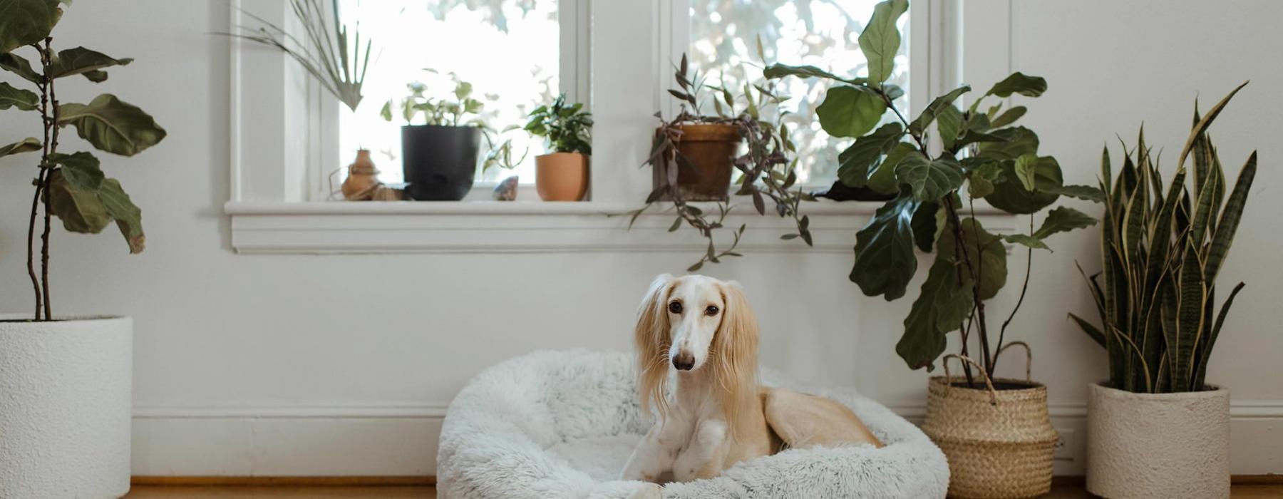 large dog sits in its bed under a windowsill full of potted plants
